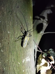 Batocera lineolata