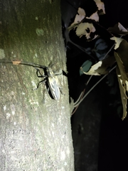 Batocera lineolata