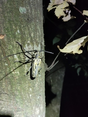 Batocera lineolata