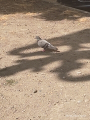 Columba livia domestica