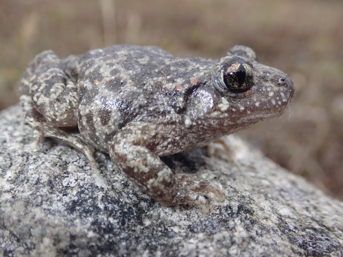 Common Midwife Toad, photo 5 of 10