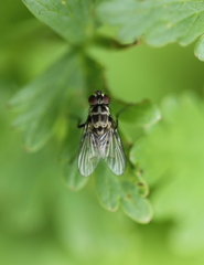 Limnophora tigrina
