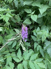 Platanthera psycodes