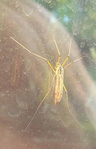 Cranefly photo 6