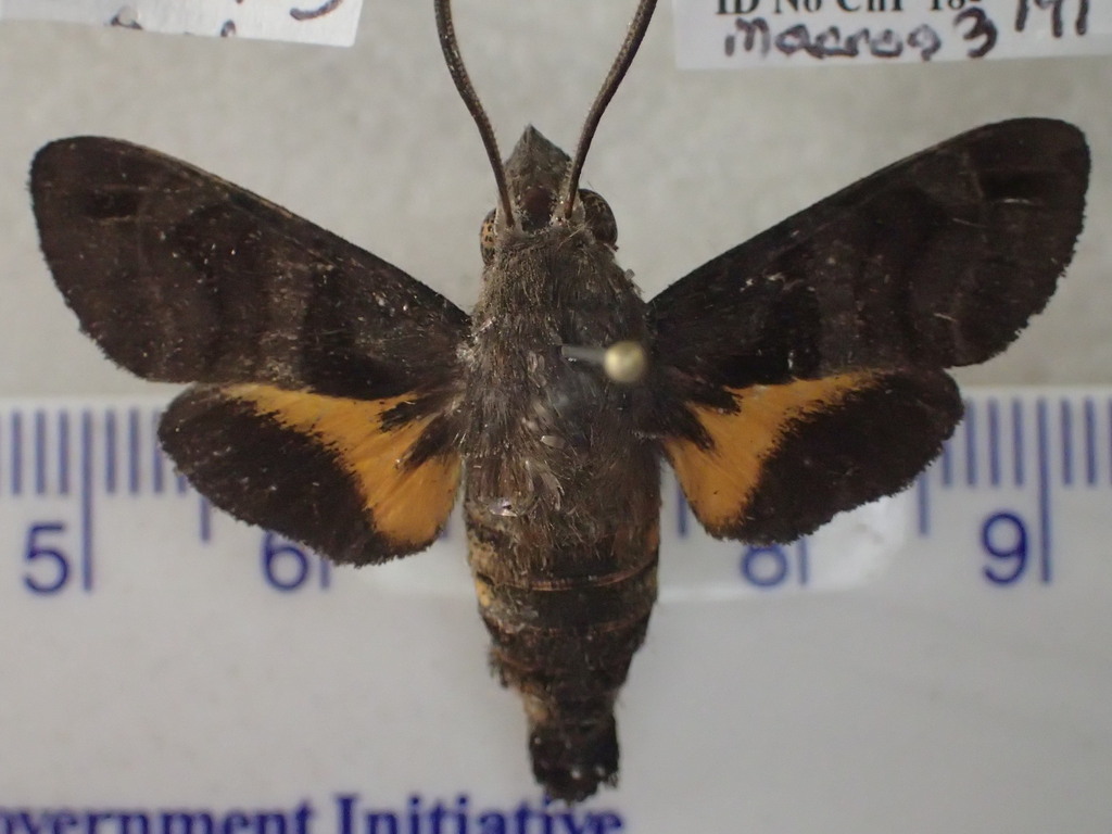 Macroglossum ungues