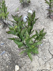 Eupatorium cannabinum