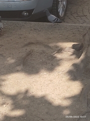 Columba livia domestica