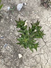 Eupatorium cannabinum