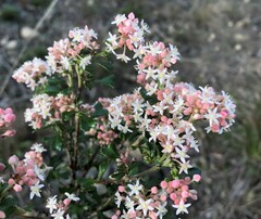 Pomaderris obcordata