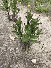 Eupatorium cannabinum