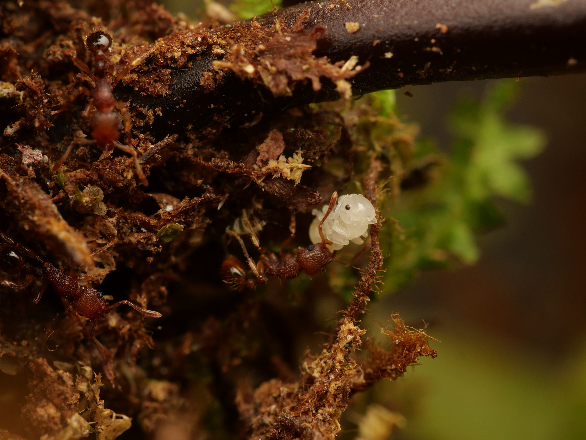 Tetramorium pulchellum
