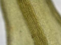 Vinealobryum vineale