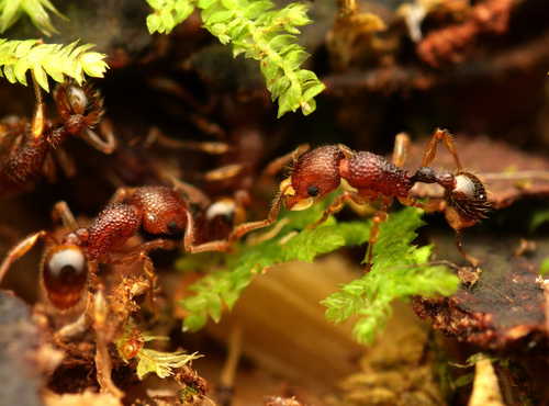 Tetramorium pulchellumTetramorium pulchellum