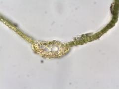 Vinealobryum vineale