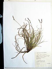 Carex amgunensis