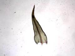 Vinealobryum vineale