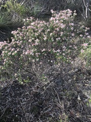 Pomaderris obcordata