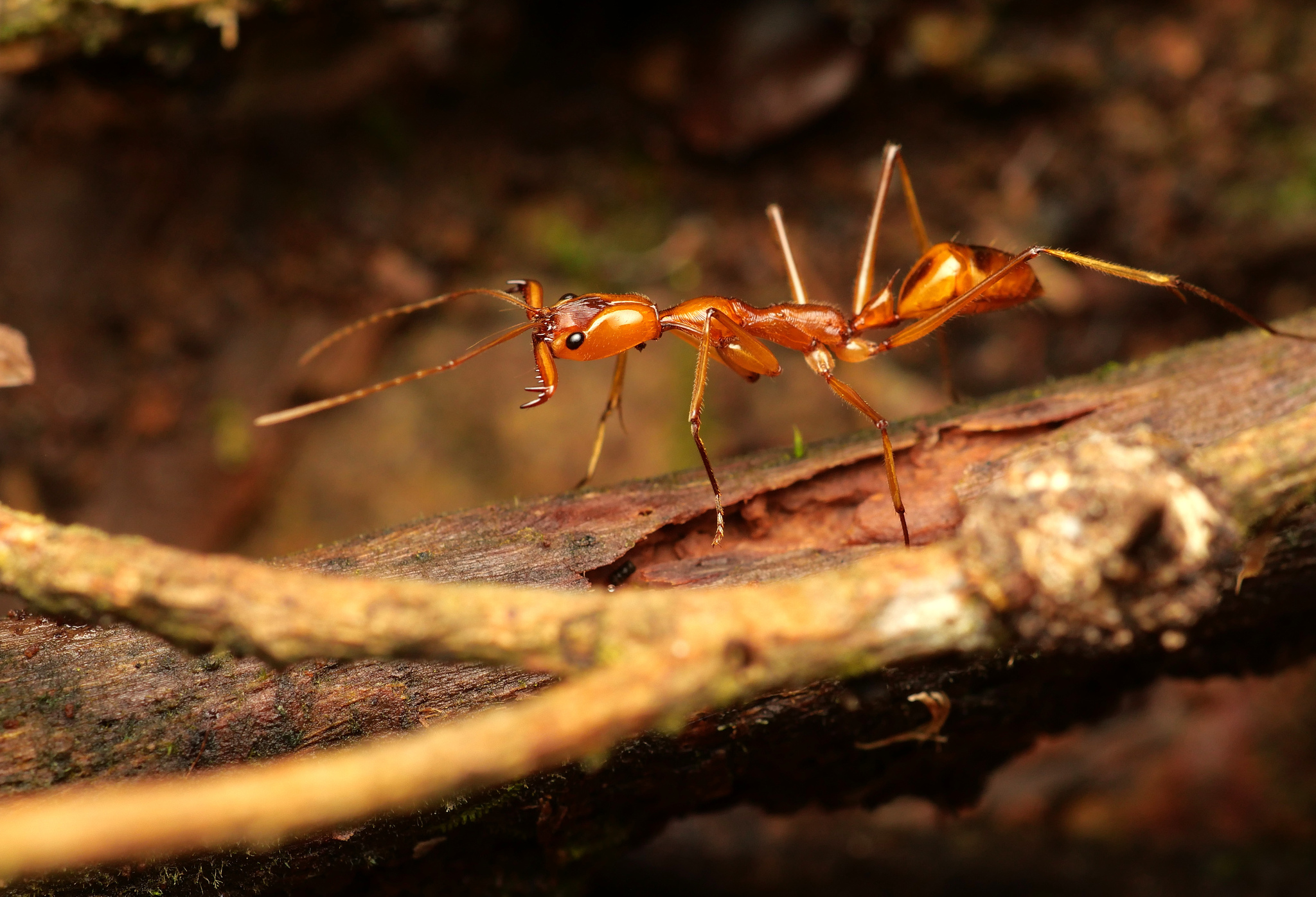 Odontomachus testaceus
