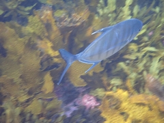 Ferdauia ferdau
