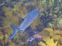 Ferdauia ferdau
