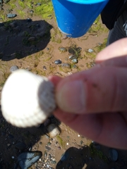 Acanthocardia echinata