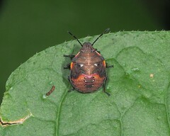 Dendrocoris humeralis