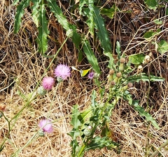 Gonepteryx cleopatra