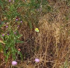 Gonepteryx cleopatra