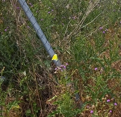 Gonepteryx cleopatra