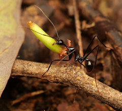 Aphaenogaster dromedaria