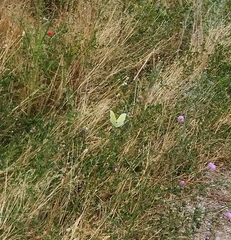 Gonepteryx cleopatra