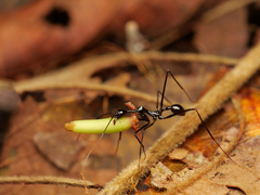 Aphaenogaster dromedaria