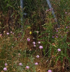 Gonepteryx cleopatra