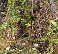 Gonepteryx cleopatra