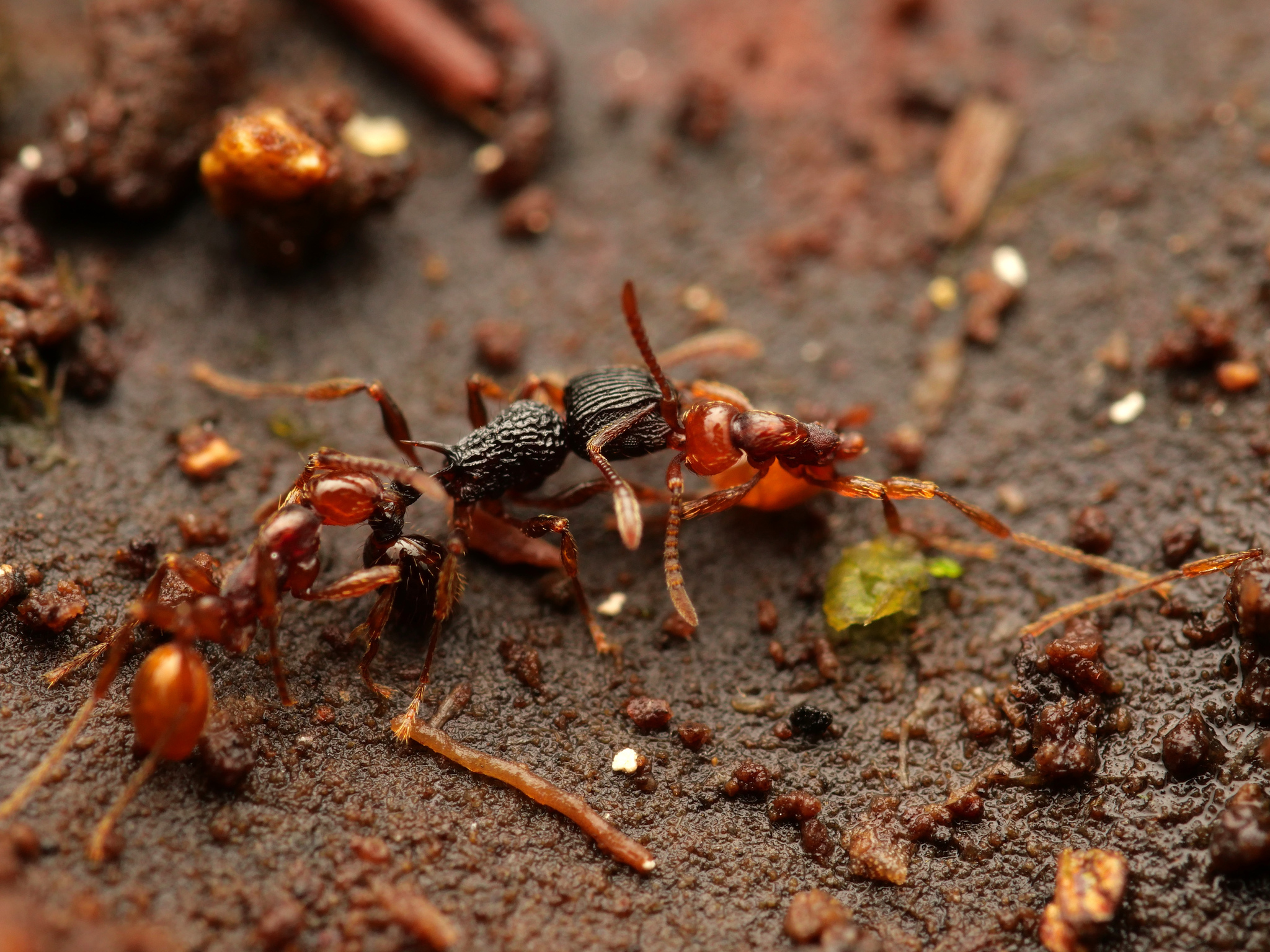 Aenictus ceylonicus