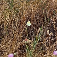 Gonepteryx cleopatra