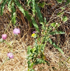 Gonepteryx cleopatra