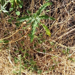 Gonepteryx cleopatra