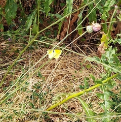 Gonepteryx cleopatra