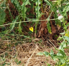 Gonepteryx cleopatra