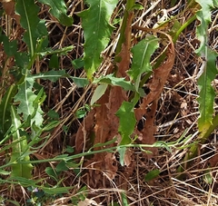 Gonepteryx cleopatra