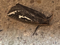Abantiades argentata