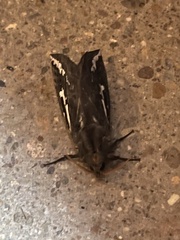 Abantiades argentata