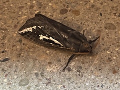 Abantiades argentata