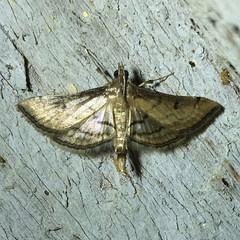 Marasmia cochrusalis