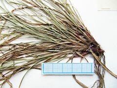 Carex amgunensis