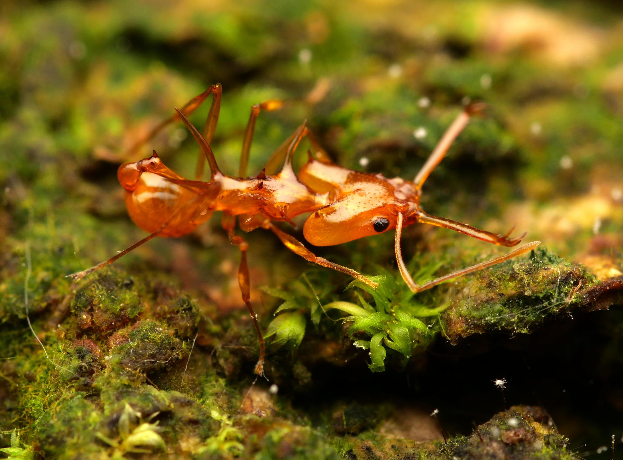 Orectognathus hystrix