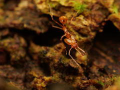 Orectognathus hystrix