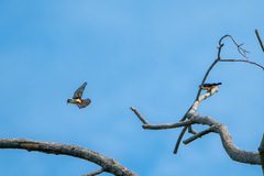 Microhierax caerulescens