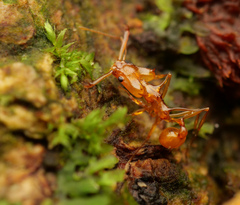 Orectognathus hystrix